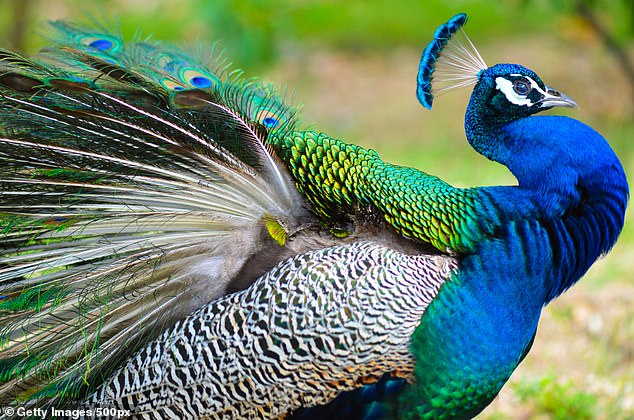 The birds once had a large population in parts of northern India, but rapid urbanisation has drastically reduced their numbers in the wild.