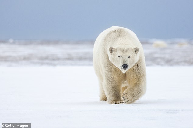 The tragedy occurred on August 8 on Brevoort Island, Nunavut and also resulted in the culling of one of the bears