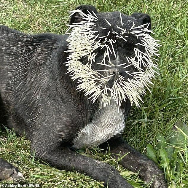 Porcupine quills were found in the puppy's eyes, nose and mouth