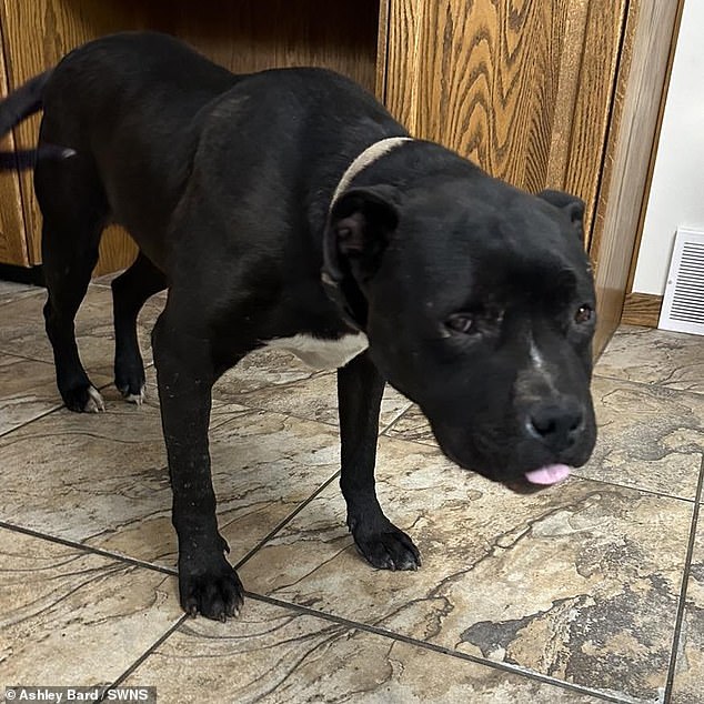 Brutus, the dog without porcupine quills in his head after his rescue in Alberta