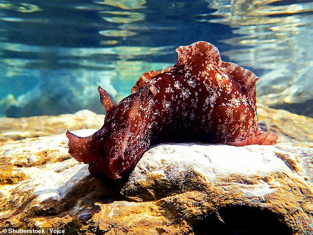 Sea hares are found in shallow coastal waters where there is plenty of seaweed and marine plants to feed on, giving the animal its reddish brown colour