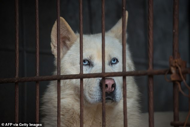 The South Korean government is now focusing on compensating the 5,600 dog meat industry businesses — including 1,500 farms and 2,200 restaurants and shops — that are set to close