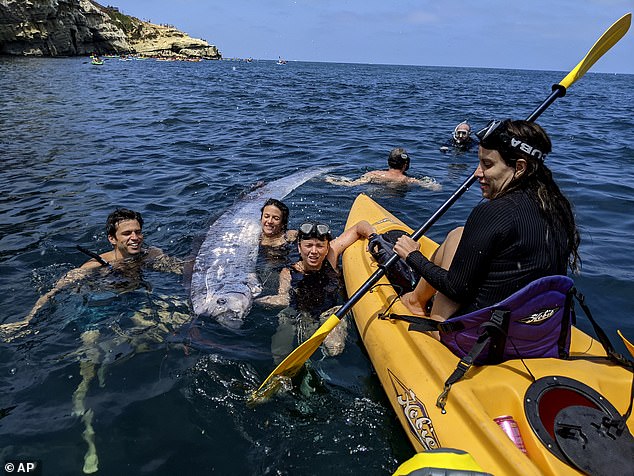 Swimmers brought the oarfish from La Jolla Cove to shore on a paddleboard