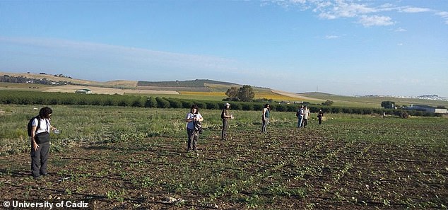 The researchers used georadar technology to locate the wall structures of ancient dwellings that were not visible from the surface