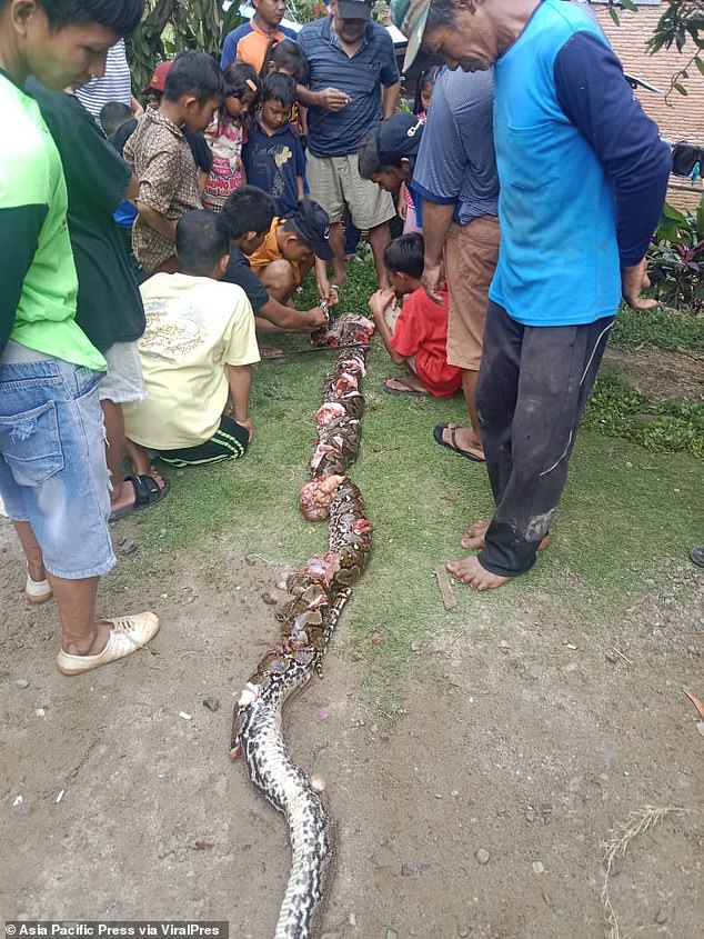 The villagers killed the reticulated python and took the mutilated body back to Maga's house for burial