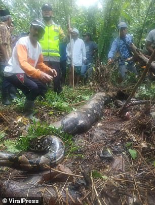 Grandmother eaten by python