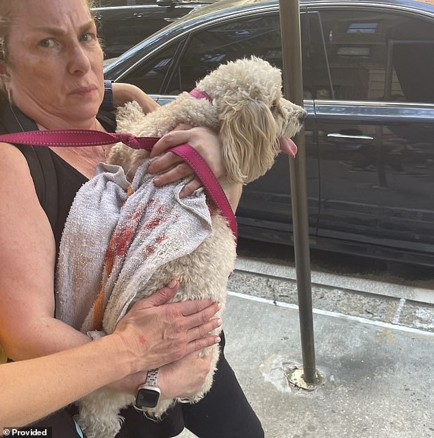 Chloe and her owner Laurie Davis after Syko's brutal attack on the tiny Cavachon in early May of last year. Davis sued Hudson in small claims court over the $6,000 vet bill that resulted from Chloe's life-saving measures