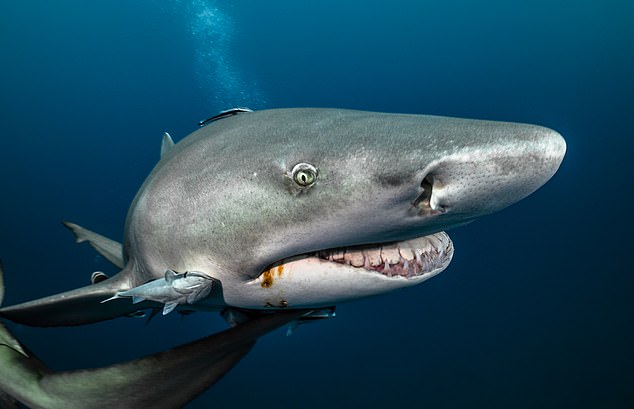 It is believed the pup was attacked by a bull or lemon shark (pictured) which didn't like the taste of her fur enough to eat its meal (Stock photo)