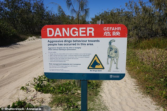 The island has been plagued by a series of dingo attacks in recent years