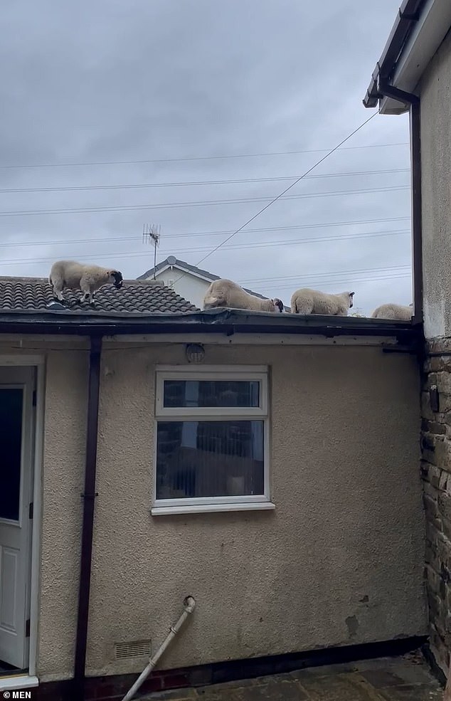 The herd casually walked off the other side of her house, having used it as a temporary path