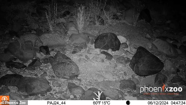 The elusive ocelot has been captured on camera in southern Arizona, marking the first confirmed sighting of the species in the region in 50 years