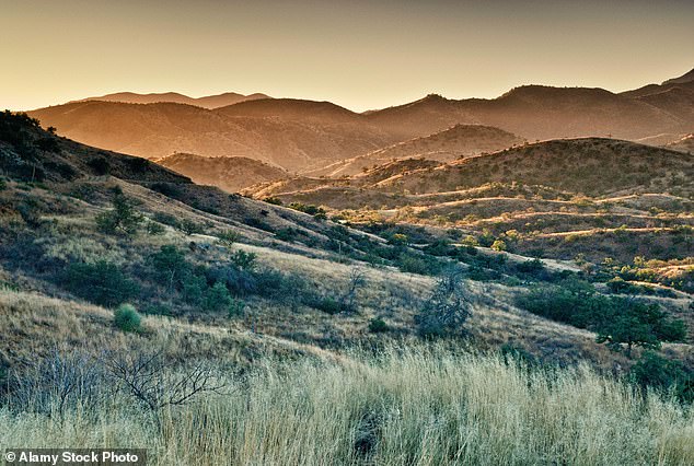 The cat was spotted in desert scrub, as pictured above, at a lower elevation than most historical accounts of the species in Arizona