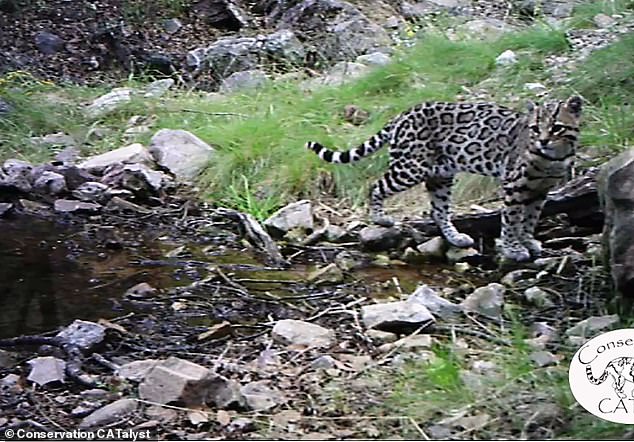 In 2019, conservationists captured a rare glimpse of the elusive ocelot in the wild of Arizona