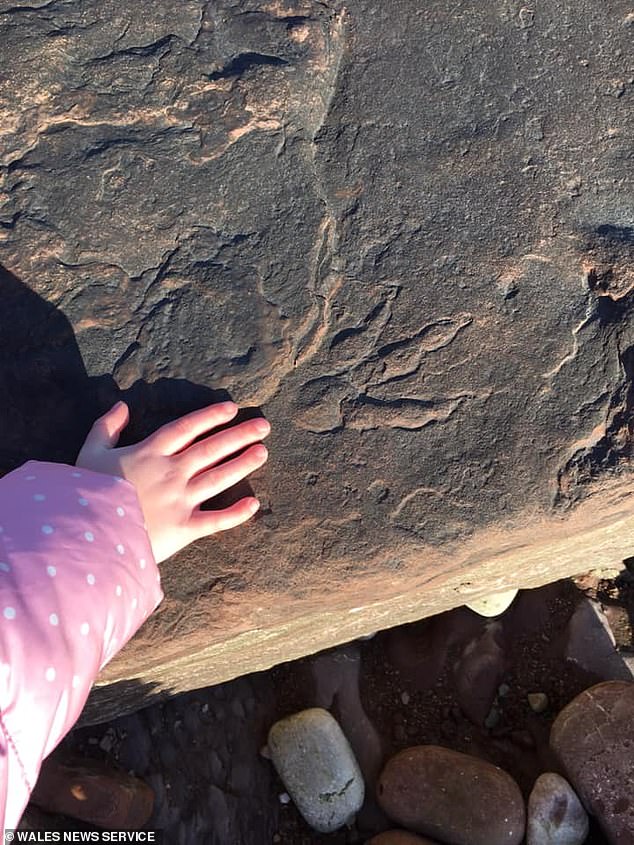 The footprints are so large they must have come from a type of dinosaur called a sauropodomorph, experts say