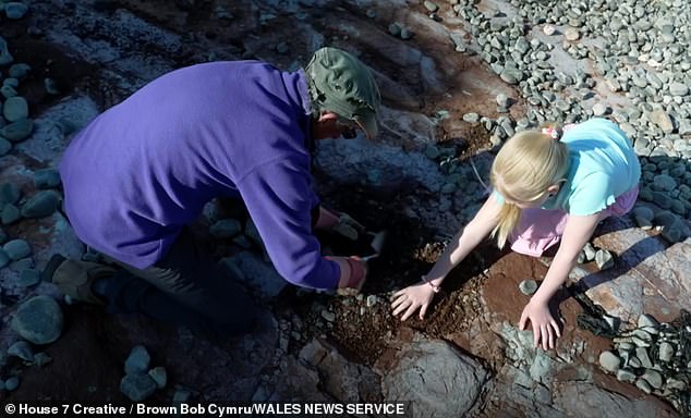 Cindy Howells claims these prints were made by a fairly large, herbivorous dinosaur