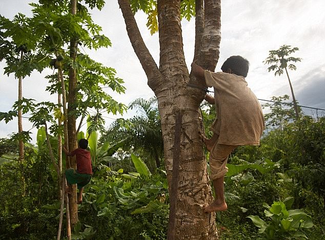 The tribe of more than 16,000 is extremely active in their daily lives, hunting and fishing, and eats a diet low in fats and sugars. Pictured: A Tsimane child climbs a tree in search of a coconut