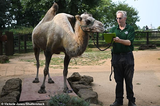 A camel also joins in the weighing, looking at its handler's clipboard