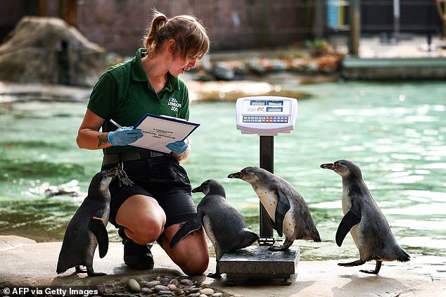 Penguin keeper Jess Ray weighs Humboldt penguins, but a cheeky one climbs on her leg