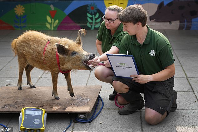 A hairy mangalitsa pig demands snacks before being weighed by staff