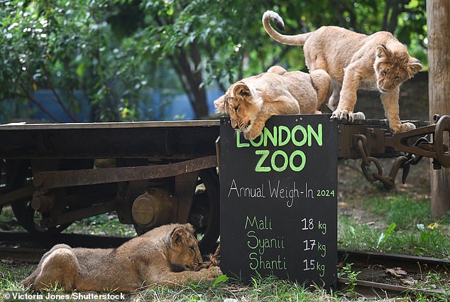 The zoo's lion cubs frolic around the unfamiliar sign that shows visitors their weight