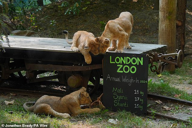 It seems as if the cubs themselves are studying the results of the weighing