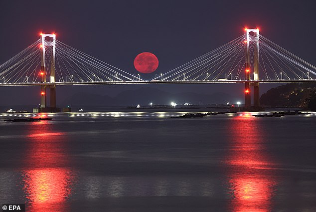 Tonight's display will be even more impressive as dust from wildfires turns the moon a deep red. In the photo, the moon rises over the Rande Bridge in Vigo, Spain