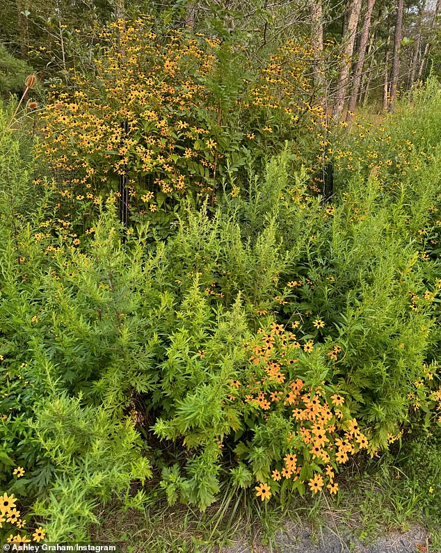 To round out her fun photo dump, she also shared a snapshot of wildflowers she came across while out for a walk