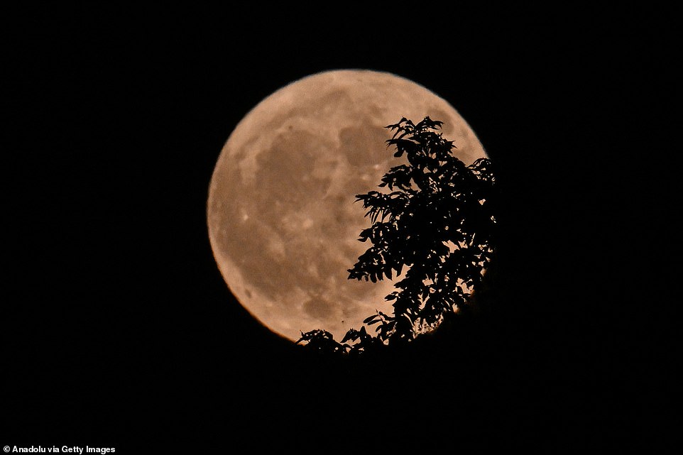 TURKEY: Supermoon rises behind the leaves of trees in Gaziantep, Turkey. The best time to catch a glimpse is when conditions are best for clear skies.