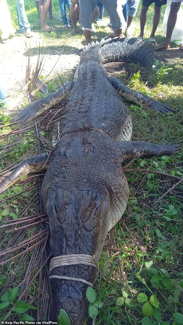 The huge beast is seen after being shot dead by police, who tied ropes around it and dragged it onto land