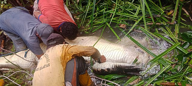 The dead reptile is inspected by locals in the water near the village of Wali in the Moluccas