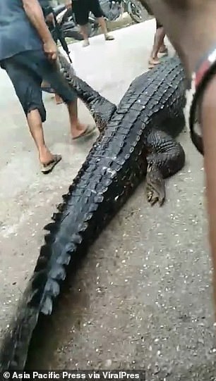 Video shows local residents and officials dragging the animal's carcass forward to cut it open