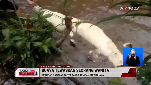 The body of the crocodile after it was shot by the police. It was then pulled out of the water and cut open