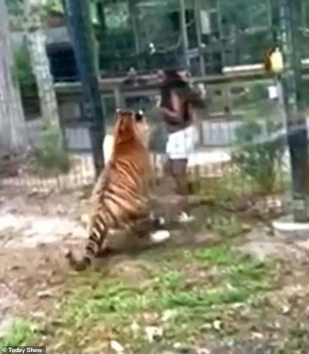 After withdrawing her hand, the woman is able to calmly walk away and jump over the fence to safety