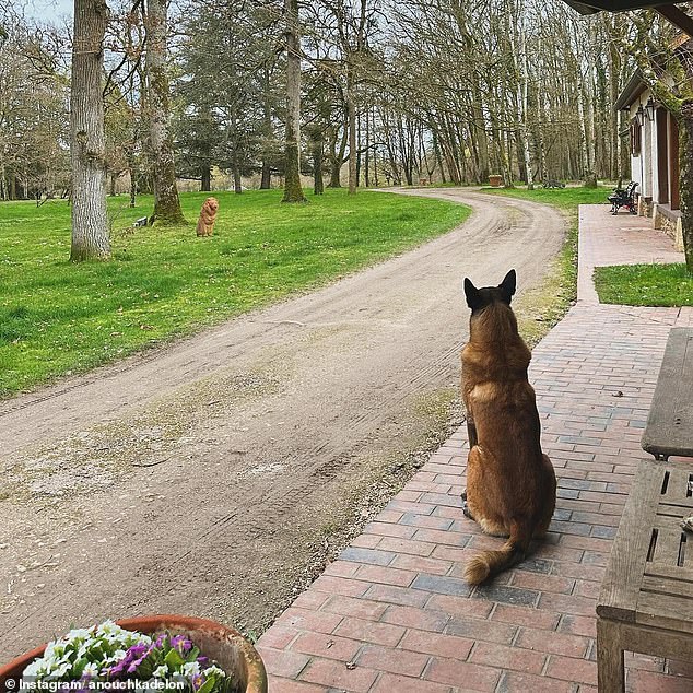 Loubo is a Belgian Shepherd, also known as a Malinois