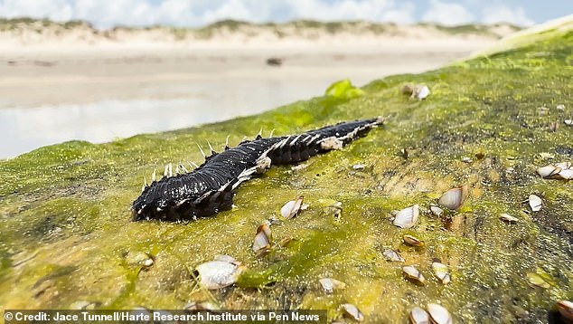 Fireworms have bristles that contain neurotoxins that can cause a severe burning sensation that lasts for three hours