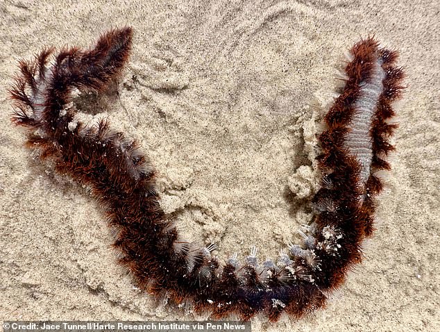 The bristles can also cause dizziness, nausea and fever if injected into the skin