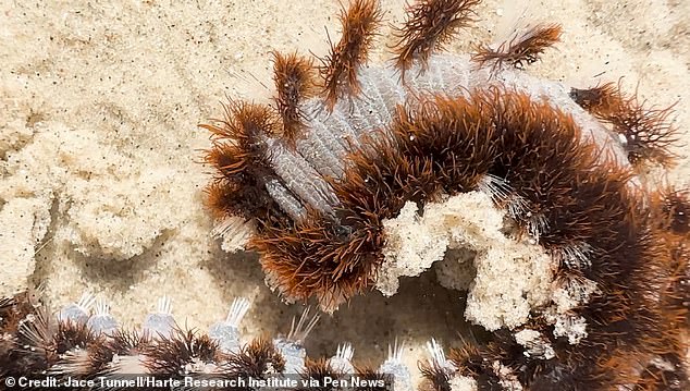 Fireworms are not considered aggressive creatures, but use their bristles as a defense mechanism when they feel threatened