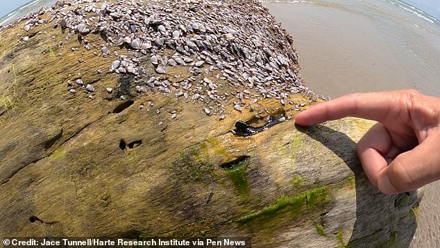 Jace Tunnell found the fireworms in barnacle-covered logs that washed up on the beach