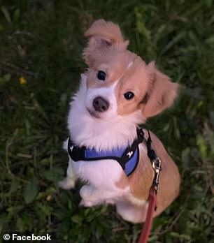 Her heartbroken granddaughter, Melanie Roberts, said Dalton had such a love for animals, including Prince (pictured)