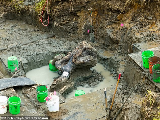 The remains are the first well-preserved ones ever found in Iowa. The team also used carbon dating to determine that it is about 13,600 years old