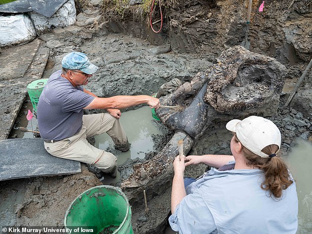 Archaeologists plan to look for specific markings on the bones that indicate the animal had contact with humans