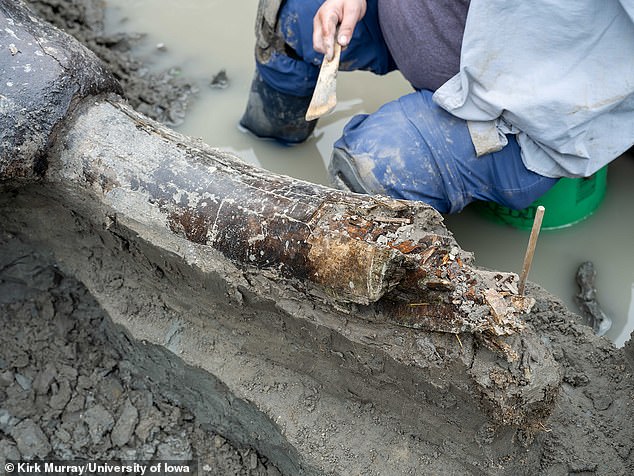 The mastodon still had one tusk attached to its skull, but the team found the other not too far from the remains