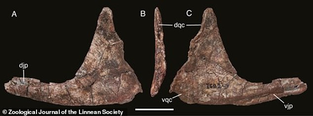 The name Alpkarakush kyrgyzicus comes from a species with its most striking feature: an unusual brow bone (pictured) that most likely contained a horn, the researchers said.