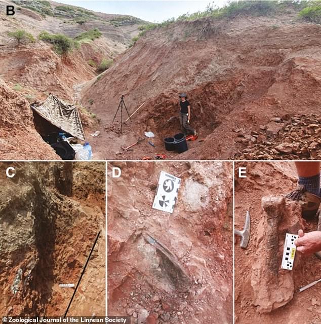 The first remains of the fossil were discovered in 2006 in the mountainous desert areas near the city of Tashkumyr