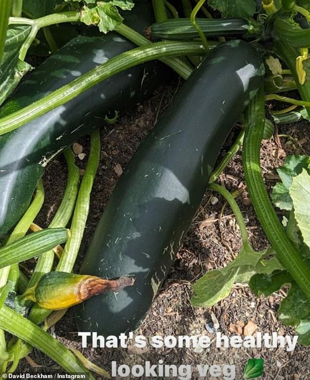 He shared a photo of some huge zucchini which he captioned: 'That's a healthy looking vegetable'