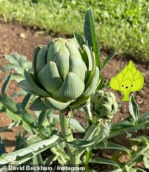 David also shared photos of a sprouting artichoke