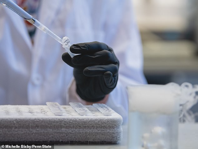 The researchers tested this therapy on mice and on cells they had grown in the lab. The next steps will involve testing the theory on more animals and eventually on humans.