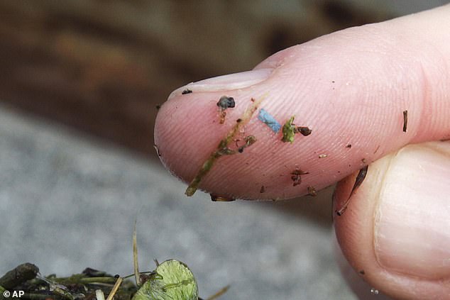 Microplastics are found almost everywhere: in the air, in our food and in our water.