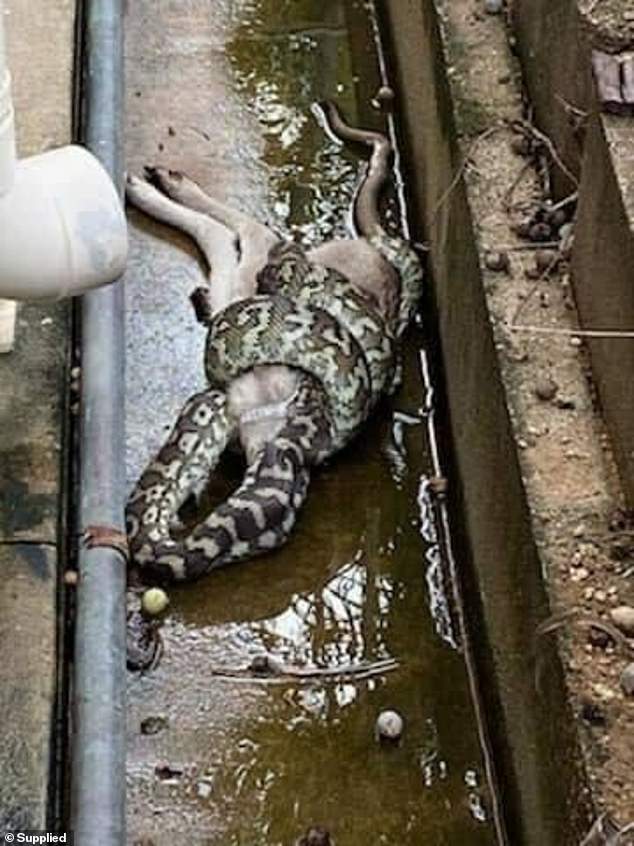 After the python swallows, it will find a safe place to digest its meal, which can take several days to weeks depending on the size of the prey.