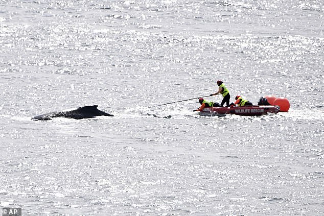 Rescuers attempt to free whale as it swam 'erratically' in harbour